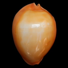 CY467 Cypraea (Zoila) rosselli raywalkeri 46.7mm | Western Australia | GEM- picture