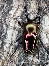 Phalacrognathus muelleri (Rainbow Stag Beetle) Larvae Beetle Raising USA ONLY picture