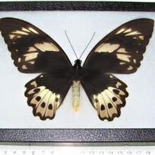 Ornithoptera pria FEMALE black gold butterfly Papua New Guinea FRAMED picture