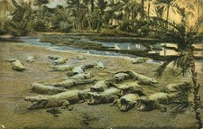Crocodiles laying in Sun Postcard Antique 1912 Posted Italian Issued Cairo  N picture