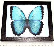 Morpho peleides MALE blue butterfly Costa Rica FRAMED picture