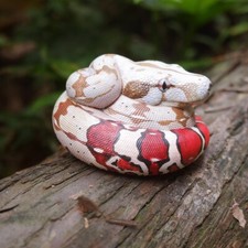 Animal Heavenly Body Red-tailed Boa constrictor Snake Statue picture