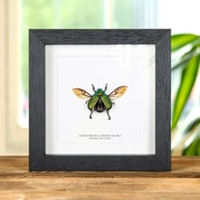 Taxidermy Shining Leaf Chafer in Box Frame (Chrysophora chrysochlora) picture