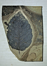 Eocene Leaf Fossil Green River Formation? picture