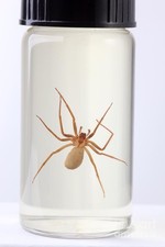 BROWN RECLUSE SPIDER  / Loxosceles reclusa Preserved specimen picture