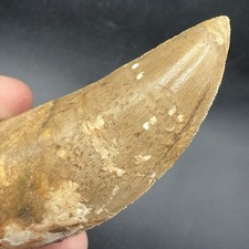 Charcharodontosaurus Dinosaur Tooth Fossil 2.88” High Quality Fossil Minor Resto picture