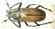 Cerambycidae Xixuthrus sp M118-120mm A1- CERAM - MAXIMUM SIZE FOR CERAM  - #1685 picture