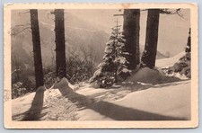 Antique Switzerland Postcard ENGELBERG Snow Forest 1912 RPPC picture