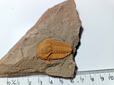 LARGE 25mm  & RARE Cambrian Hamatolentus Vincenti Trilobite Fossil HT-105 picture