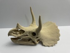 Triceratops Dinosaur Skull Replica aprox 12 inches in size(length) Triceratops  picture
