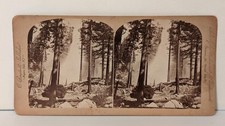 b528, C. Bierstadt Stereoview, #1183, Nevada Falls, Yosemite Nat Park, 1870s picture