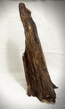 Vintage Cypress 