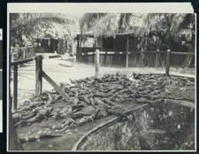 dozen alligators laying near a pond in a Los Angeles alligator far - Old Photo picture