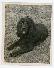 Vintage 1948 Cocker Spaniel Dog Portrait Photo Skippi Original Snapshot picture