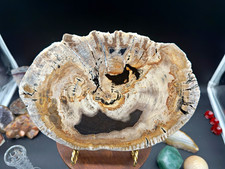 Polished Petrified Wood Fossil Round Slice Slab Display Specimen, 11” x 7” picture