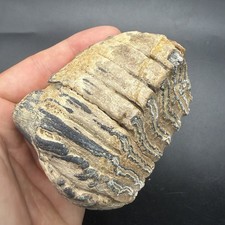 RARE Fossil Mammal Molar Tooth Juvenile Specimen Ice Age Pleistocene FL Restored picture