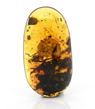 Scarce Gastropoda (Land Snail), Fossil Inclusion in Burmese Amber picture