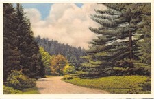 NC~NORTH CAROLINA~BILTMORE~ALONG THE APPROACH ROAD TO BILTMORE ESTATE~C.1945 picture