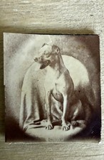 ATQ 1900 Photo Well Behaved Chihuahua Bull Terrier Mix Penny Arcade Photo Booth picture