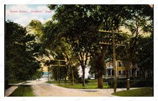 Norwell Massachusetts 1910s Tree-Lined Street Postcard Standard Postcard picture