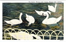 BIRDS, Swans, Winona Lake Lagoon, WINONA LAKE, Indiana Postcard - Curt Teich picture
