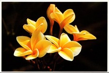 Yellow Plumeria Blossoms Most Popular Garland Vintage Postcard TP14-10 picture