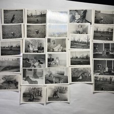 27 Boxer Dog Photos 1956 - 1959 Candid Snapshots with Family Great for Collector picture