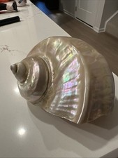 Large Vintage Mother of Pearl Turbo Marmoratus Seashell Turban Shell 6” picture