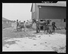 Photo:Newport New Jersey 1930s Hanby Farm Men Horses Barn Farmwork picture