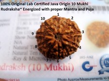 Certified~ 10 Mukhi Rudraksha / Ten Face Rudraksh Java Bead--15-17 mm~Energized picture