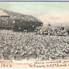 c1900s Los Angeles, CA Pigeon Farm Palms Postcard Cardinell Vincent Birds Flock picture