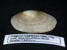 CYMBULA COMPRESSA: RARELY  OFFERED ONLY ONE EBAY 53.44MM X 33.66MM X 17.85MM picture