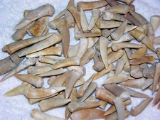 Saber toothed Herring fossil teeth Enchodus Cretaceous Africa 20 tooth lots picture