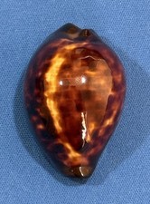 Cypraea Zoila Decipiens 47.8mm Beautiful  picture