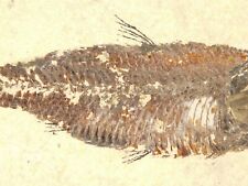 SCALES On This 50 Million Year Old Knightia FISH Fossil w/Stand Wyoming 382gr picture