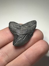 Near 1.5” Very Rare Alopias Palatasi Serrated Thresher Shark Tooth Charleston SC picture