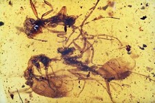 Three Extinct Sphecomyrma Ants, Fossil inclusion in Burmese Amber picture