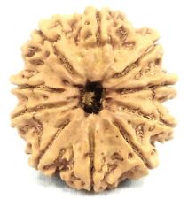 Rare Super Collector Size 10 Mukhi Rudraksha with 10 complete seeds - 30.54 mm picture