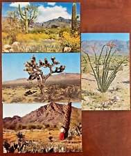 4 Postcards Desert Plants Cactus Joshua Tree Bloom, cactus blooms Ocotilo flower picture