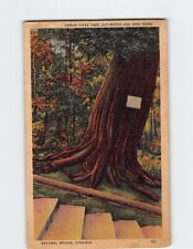 Postcard Arbor Vitae Tree, Estimated Age 1000 Years, Natural Bridge, Virginia picture
