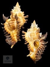 Chicoreus riverai 54.2mm w/o Topotype TSC #0794 picture