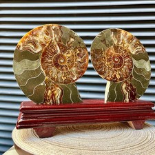 4.3 lb  Split Ammonite Fossil Pair Polished Slice Wood Stand Madagascar Specime picture