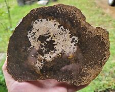Large Palm Slab Polished Petrified Wood, Walker County, Texas picture