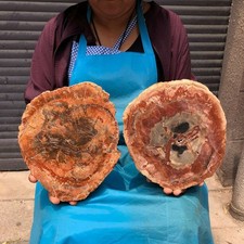 2pcs 7.76 LB Natural Petrified Wood Crystal Fossil Slice Crystal Specimen 6191 picture