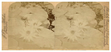 Water Lilies, ca.1880, Stereo Vintage Stereo Print, Legended Vintage Print picture