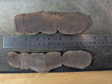 Large Mazon Creek Fossil  Tully Monstrum , Pit 11, 7 inches picture