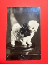 Vintage RPPC Real Photo Postcard Adorable Fluffy Puppy Dog Black Bow Tie AZO picture