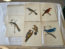 GROUP OF 5 1860 WESTERN BIRD LITHOGRAPH USPRR SURVEY 11 in x 8 1/2 in . # 1807 picture