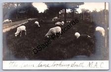 WA1/ Lansing Michigan State University M.A.C. RPPC Postcard c1910 Sheep 56 picture
