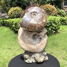 12.36LB  Natural Large Beautiful Ammonite Fossil Conch Crystal Specimen Healing picture